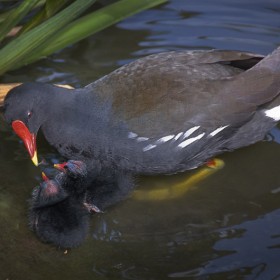 Moor Hen Mother and Chick